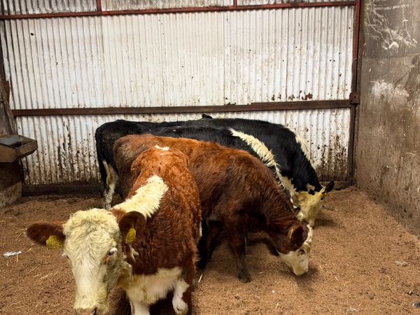 Hereford heifers - Main image