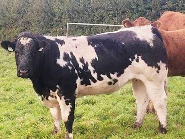 Breeding heifers - Main image