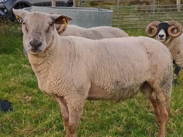 Charolais x Suffolk - Main image