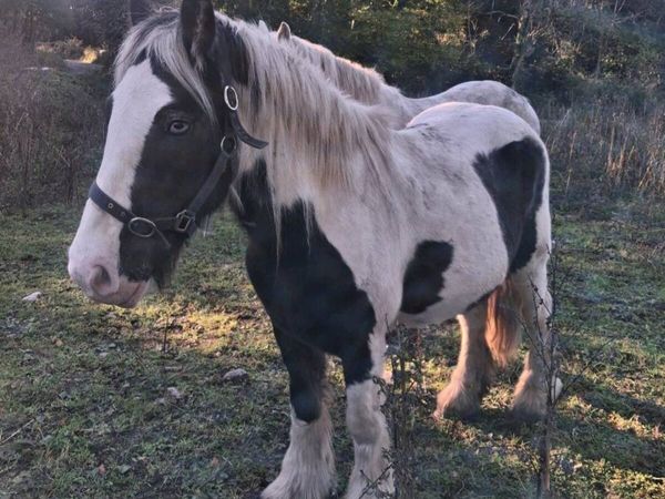 gelding for sale - Main image