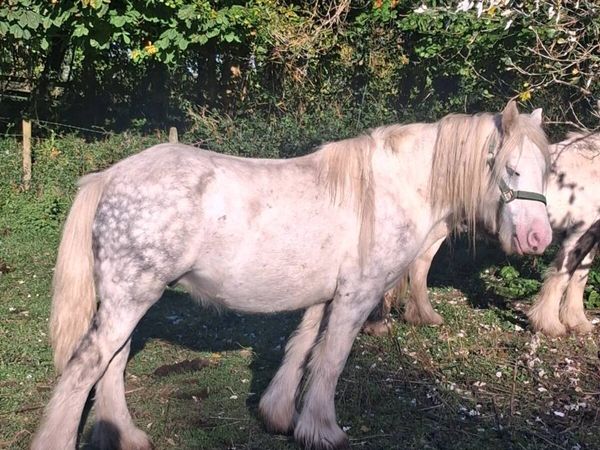 Gelding - Main image