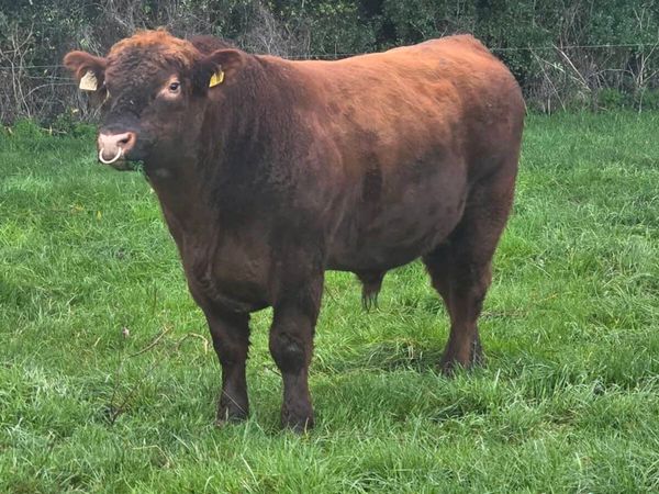 Aberdeen Angus Bulls - Main image