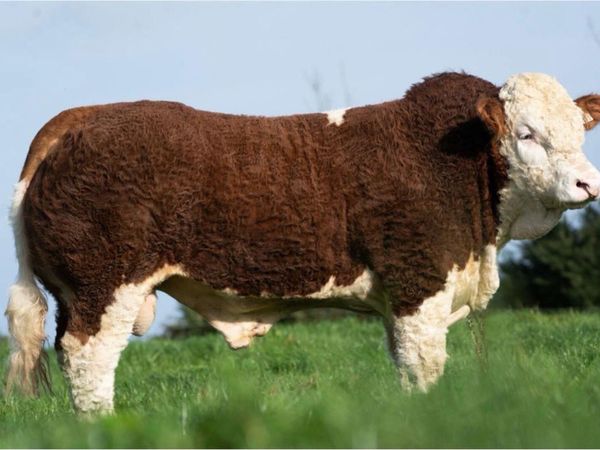 2 Serious Quality Simmental Bulls For Sale - Main image
