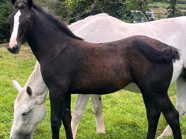 Filly foal - Main image