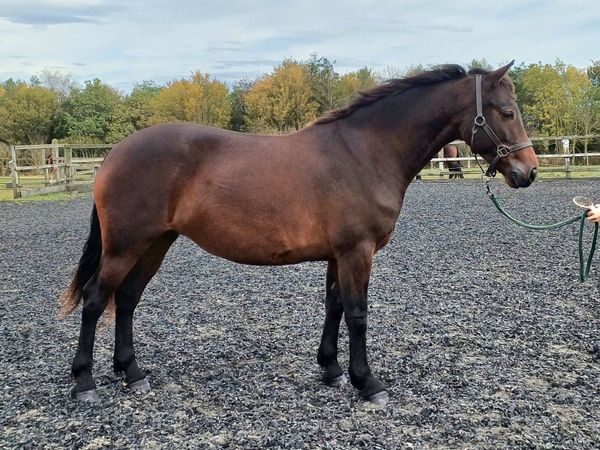 Lot 554 Clifden Sale 5yr Class 1 Bay Mare 148cm - Main image