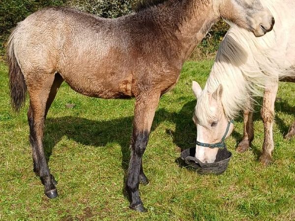 Connemara Filly Foal - Main image