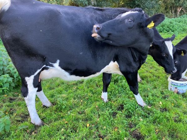 In-calf Heifers forsale - Main image