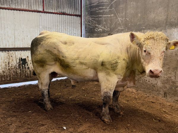 Pedigree Charolais bull - Main image