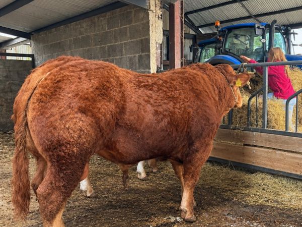 Bull - Main image