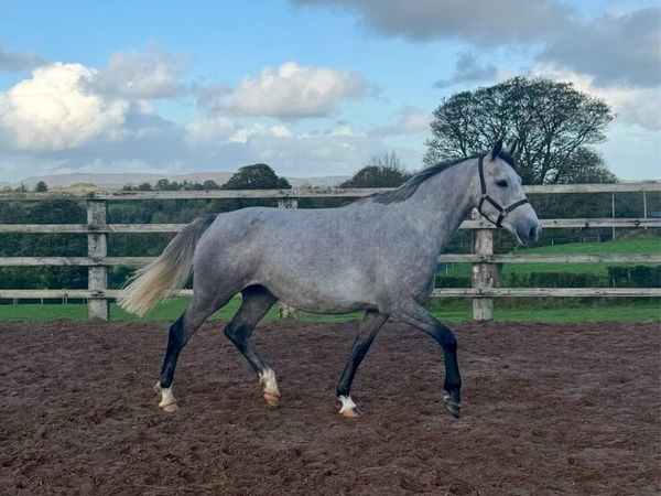 *Top quality Mare and foal, 1.50m Dam line * - Main image