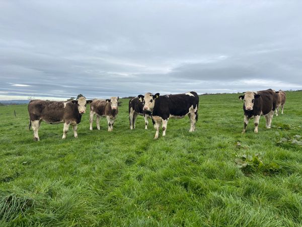Simmental X heifers - Main image