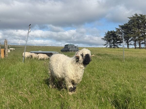 PBR Valais Blacknose Hoggat Ewe - Main image