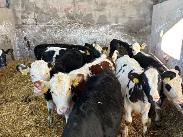 Hereford and blue heifers - Main image