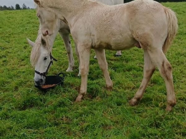 Connemara Colt Foal - Main image