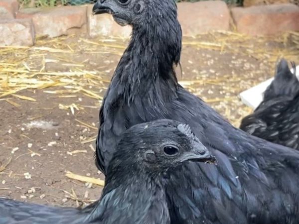 Ayam Cemani - Main image