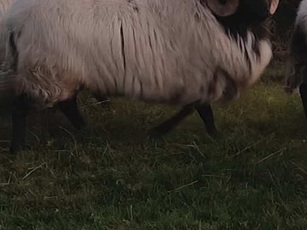 Hogget ram - Main image