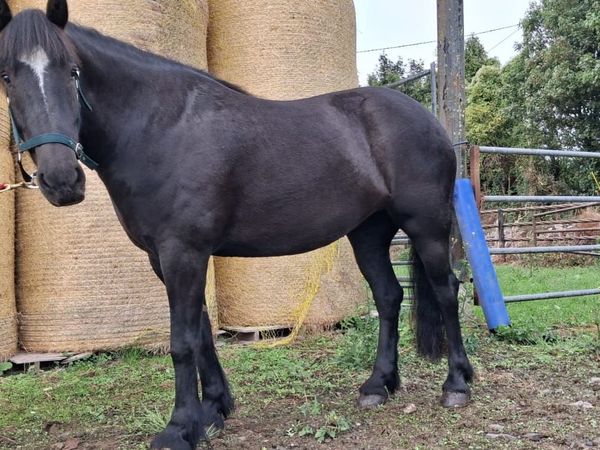 CLIFDEN LOT 460. 15H. 5YRS. MARE - Main image