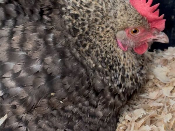 guinea fowl and chickens - Main image