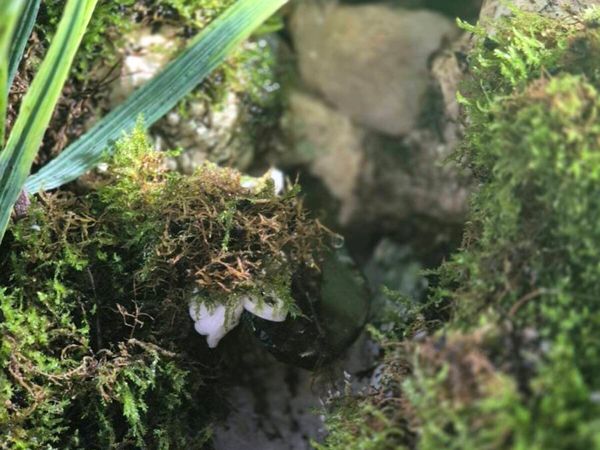 Vivarium. - Main image