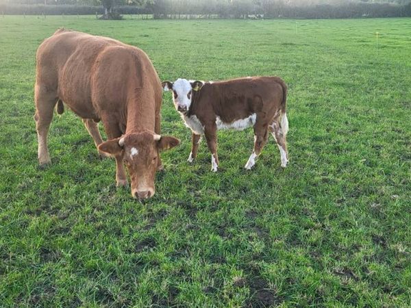 5 Star Limousin Cow and Calf - Main image