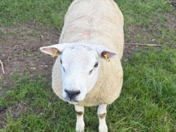 Texel Rams - Main image