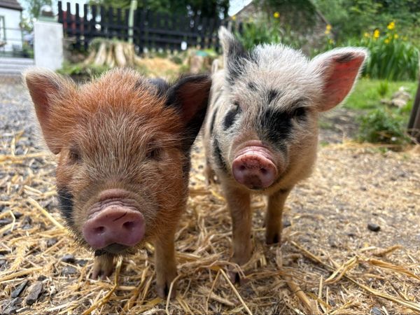 Kune kune girls - Main image