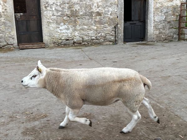 Pedigree Texel Ram - Main image