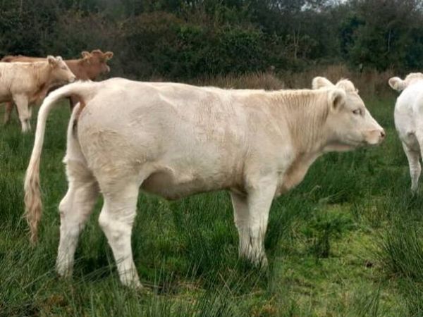 Pedigree charolai heifer - Main image
