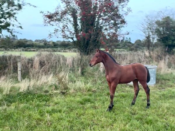 United Spirit (United Touch) colt from 160 damline - Main image