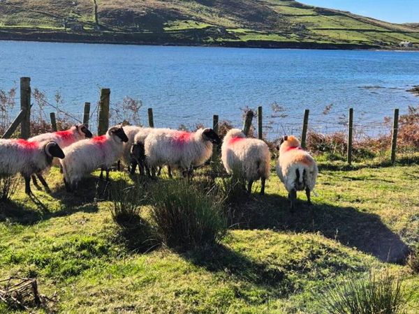 Ram lambs - Main image