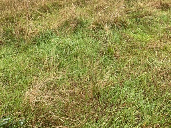 Silage free. No charge. - Main image