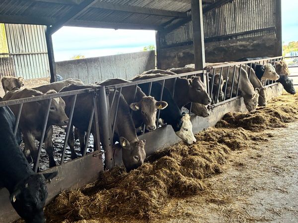 Bullocks - Main image