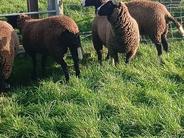 PBNR Zwartble ewe lambs - Main image