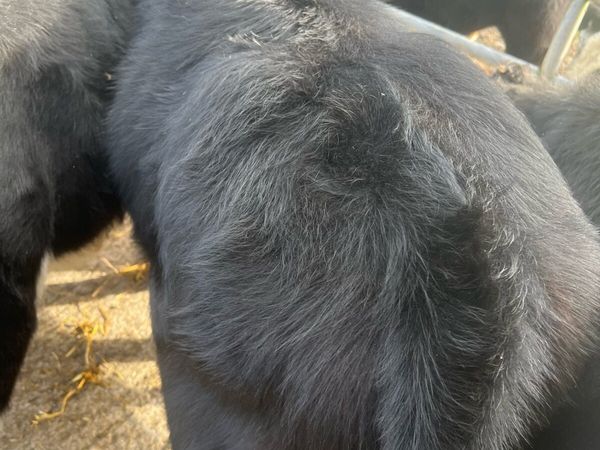 Heifer weanlings for sale - Main image