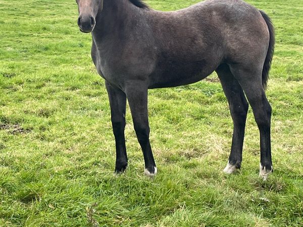 Foal - Main image