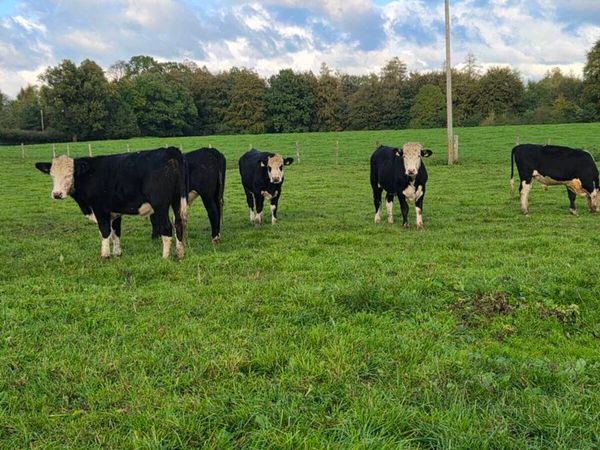 12 Hereford and 6 Angus bullocks - Main image