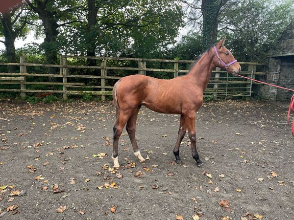 Foal - Main image