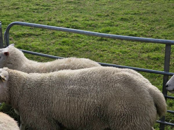 Sheep - Main image