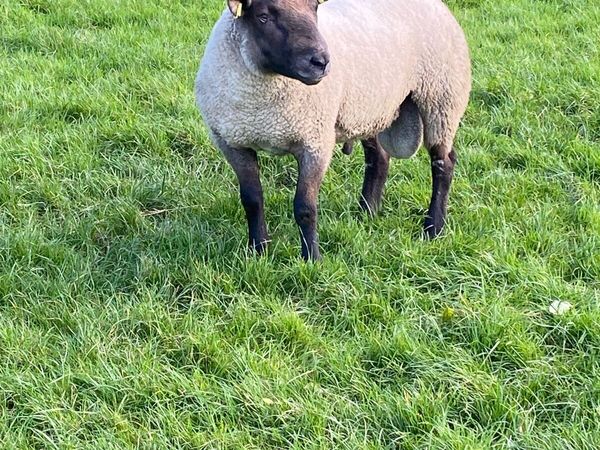 Sufftex shearling ram - Main image