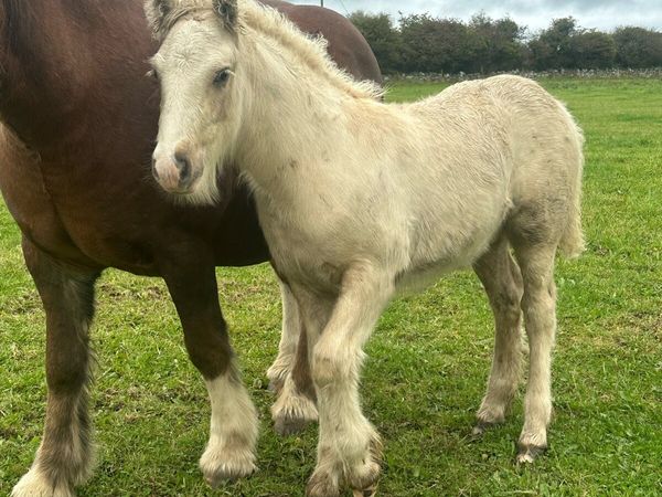 Fabulous Cob Palomino Colt Foal - Main image