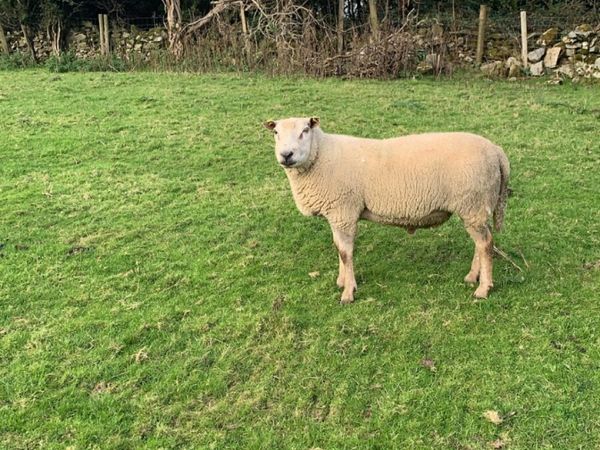🐏🐏Rams🐏🐏 - Main image