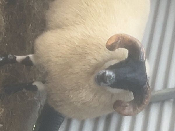Super , Lanark/ Perth ram lamb - Main image