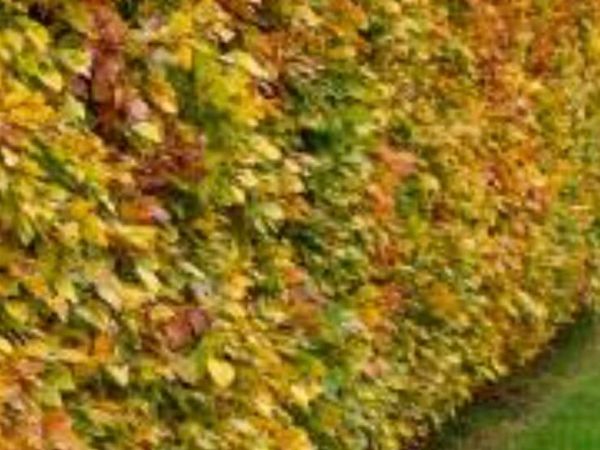 Bareroot green beech for sale - Main image