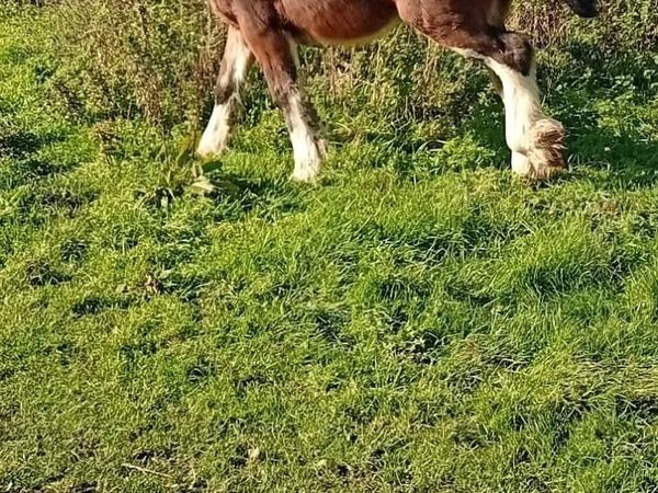 Horse - Main image