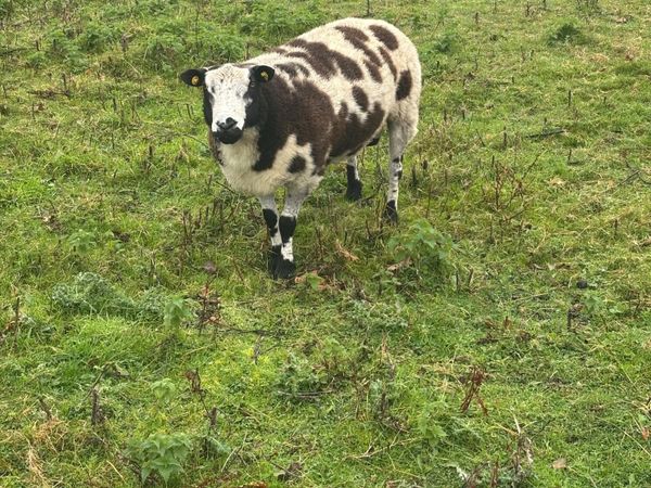 Spotted Dutch Ram - Main image