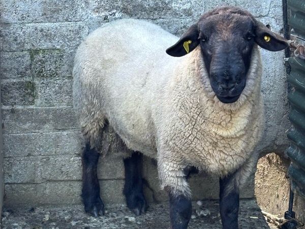 Sheep - Main image