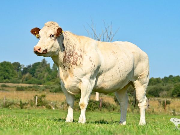 🔥🐄 Show Quality in-Calf heifers 🐄🔥 - Main image