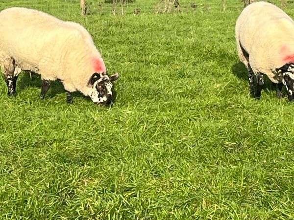 Sheep  Milford Rams - Main image