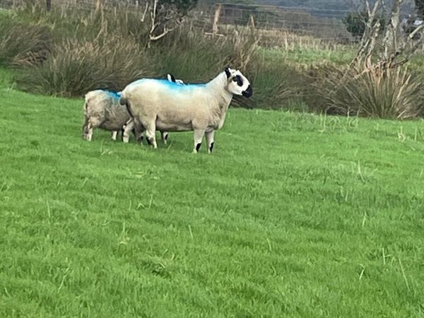 Kerry Hill ram - Main image