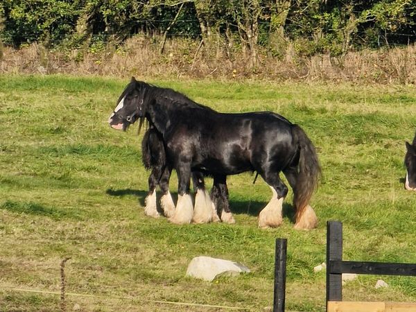 Heavy Cob Mare - Main image